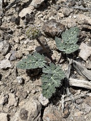 Cymopterus globosus