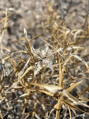 Hecastocleis shockleyi