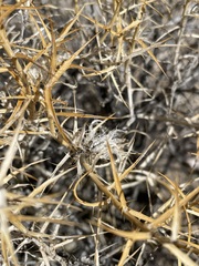 Hecastocleis shockleyi