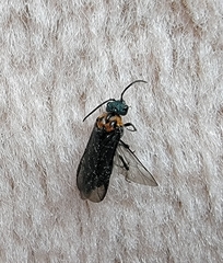 Dolerus unicolor
