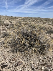 Hecastocleis shockleyi
