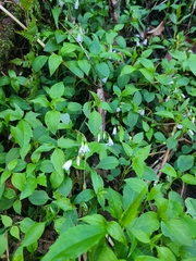Claytonia caroliniana