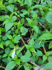 Claytonia caroliniana