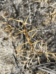 Hecastocleis shockleyi