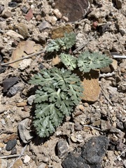 Cymopterus globosus