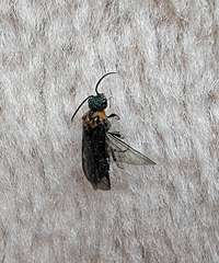 Dolerus unicolor
