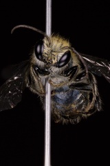 Osmia pumila