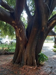 Celtis africana