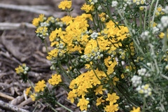 Eriophyllinae