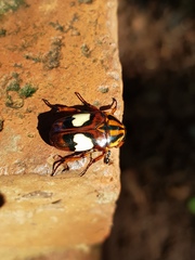 Pedinorrhina trivittata