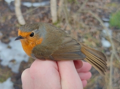 Erithacus rubecula rubecula