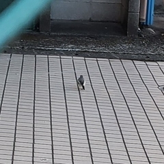 Motacilla alba lugens