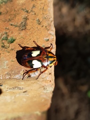 Pedinorrhina trivittata