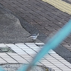 Motacilla alba lugens