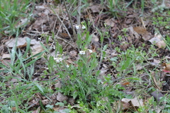 Arabidopsis arenosa arenosa