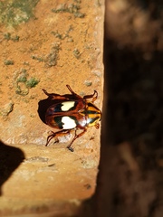 Pedinorrhina trivittata