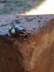 Pedinorrhina trivittata