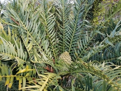 Encephalartos trispinosus