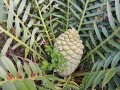 Encephalartos trispinosus