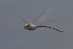 Anax walsinghami
