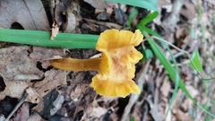 Cantharellus appalachiensis