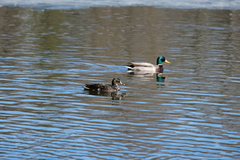 Anas platyrhynchos domesticus
