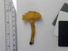 Cantharellus appalachiensis