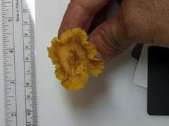Cantharellus appalachiensis