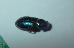 Coleoptera