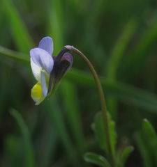 Viola hymettia
