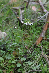 Arabidopsis arenosa arenosa