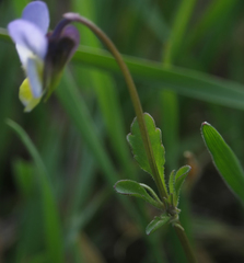 Viola hymettia
