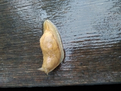 Drusia ibera