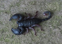 Opisthacanthus