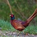 Ring-necked Pheasant - Photo (c) Kurilin M S, some rights reserved (CC BY-NC), uploaded by Kurilin M S