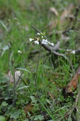 Arabidopsis arenosa arenosa