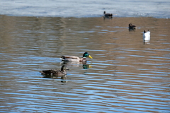 Anas platyrhynchos domesticus