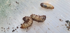 Scyphophorus acupunctatus
