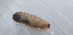 Scyphophorus acupunctatus