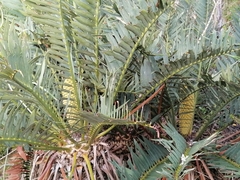Encephalartos trispinosus
