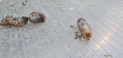 Scyphophorus acupunctatus