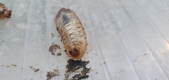 Scyphophorus acupunctatus