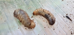 Scyphophorus acupunctatus