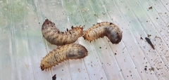 Scyphophorus acupunctatus