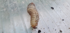 Scyphophorus acupunctatus