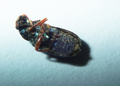 Coleoptera