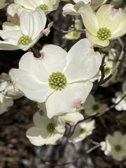 Cornus