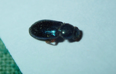 Coleoptera