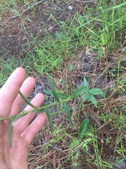 Ludwigia hirtella