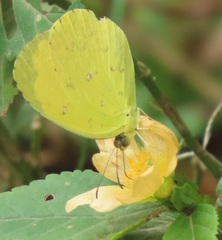Eurema hecabe solifera